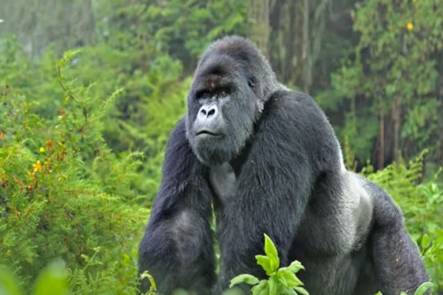 GORILLA