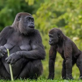 MOUNTAIN GORILLAS